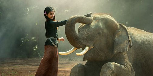 elefante in cambogia