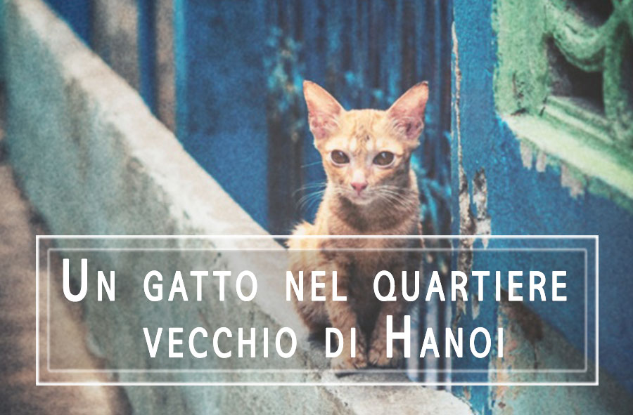 Un gatto nel quartiere vecchio di Hanoi